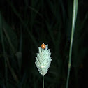Ladybug