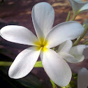 Frangipani