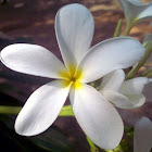 Frangipani