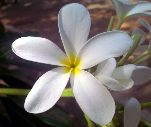 Spotting Image 1