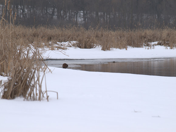 Spotting Image 1