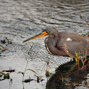 Tricolored Heron