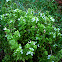 Albahaca