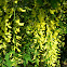 Laburnum