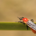 March fly