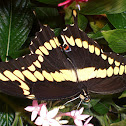 Giant Swallowtail