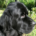 Newfoundland