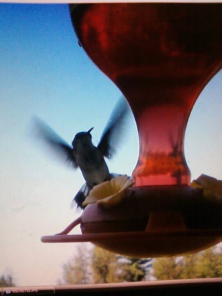 Spotting Image 1