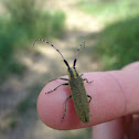 Golden-bloomed Grey Longhorn Beetle