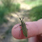 Golden-bloomed Grey Longhorn Beetle