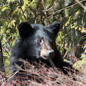 Black Bear