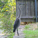 Great Blue Heron