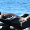 Sea Lion