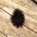 Giant Leopard Moth caterpillar