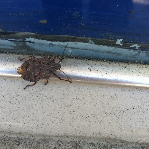 Spotting Image 1