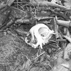 Feral cat skull