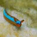 Lined Thuridilla