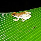 Narrow-Headed Treefrog