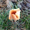 Orange Peel Fungus