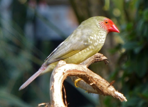 Spotting Image 1