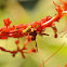Sulawesi paper wasp (?)