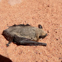 Western Pipistrelle