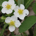 wild strawberry