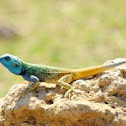 Blue Headed Tree Iguana