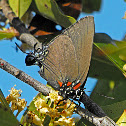 Great Purple Hairstreak (female)