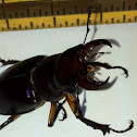 Reddish-Brown Stag Beetle