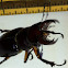 Reddish-Brown Stag Beetle