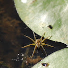 Six-spotted Fishing Spider