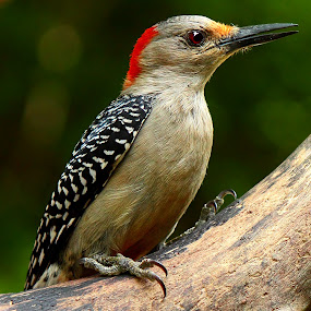 Female Red Bellied Woodpecker by Paul Mays - Animals Birds ( bird, nature, woodpecker, birds, kentucky,  )