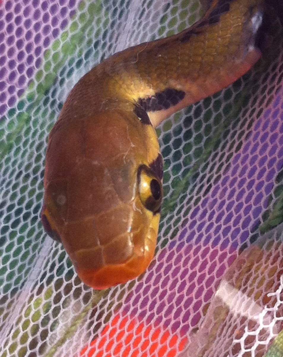 Common Malayan Racer or Black Copper Rat Snake