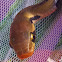 Common Malayan Racer or Black Copper Rat Snake