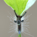 tussock moth caterpillar
