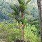 Sealing wax or lipstick palm