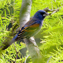 Blue Grosbeak
