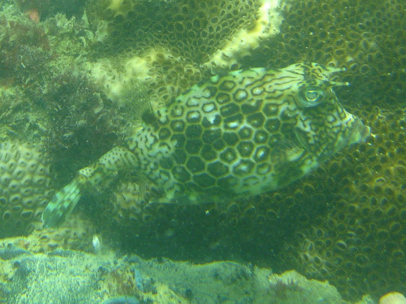Spotting Image 1