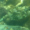 Honeycomb cowfish