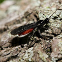 Braconid Wasp