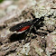 Braconid Wasp