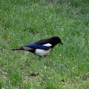 Common Magpie