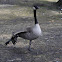 Canada Goose