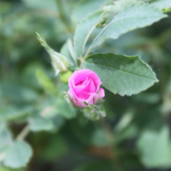 Alberta Wild Rose Project Noah