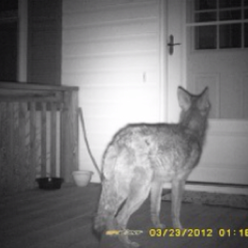 Coyote