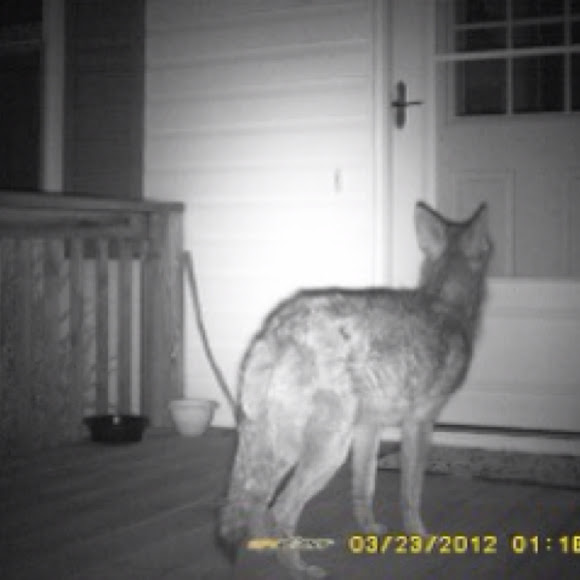 Spotting Image 1