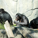 Bonobo