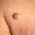 Stink bug nymph?