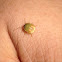 Stink bug nymph?